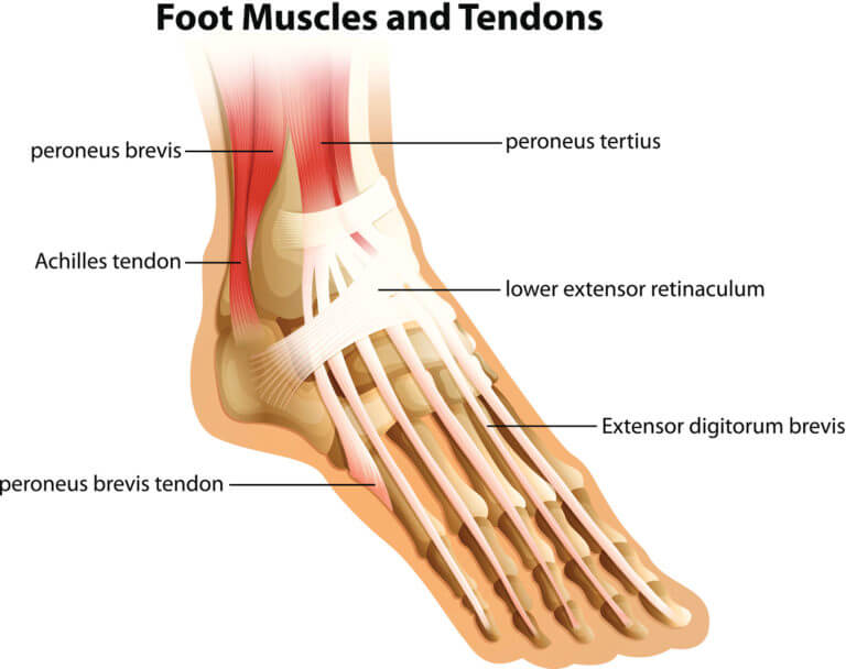 Foot Muscles and Tendons
